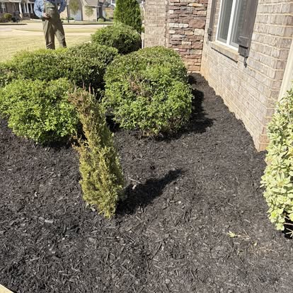 Fresh black mulch and rounded shrubs against brick house exterior